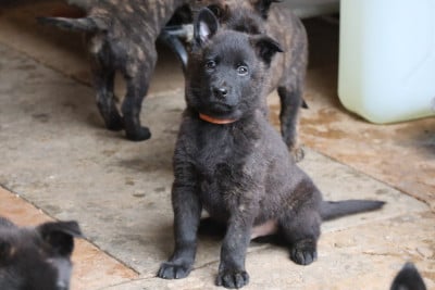 Les chiots de Berger hollandais