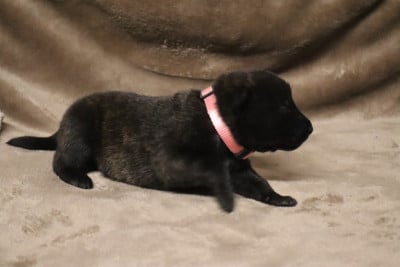 Les chiots de Berger hollandais