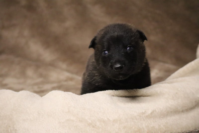Les chiots de Berger hollandais