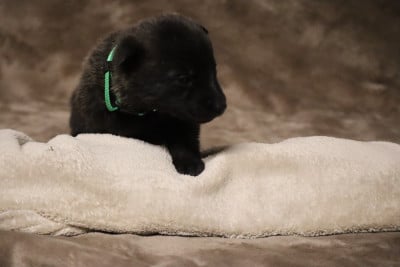 Les chiots de Berger hollandais