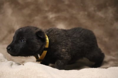 Les chiots de Berger hollandais