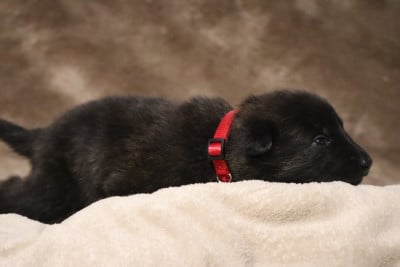 Les chiots de Berger hollandais