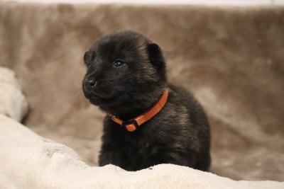 Les chiots de Berger hollandais
