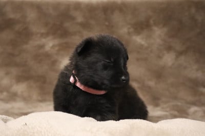 Les chiots de Berger hollandais