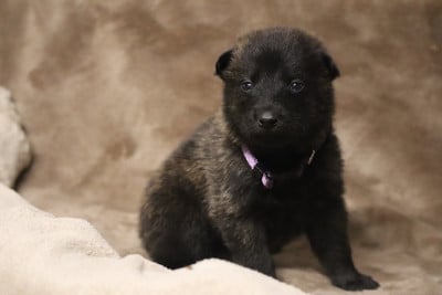 Les chiots de Berger hollandais