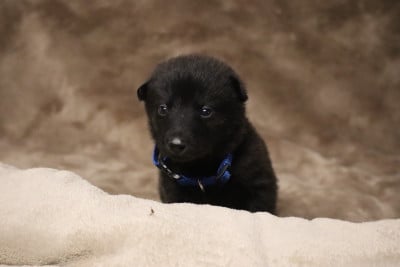 Les chiots de Berger hollandais