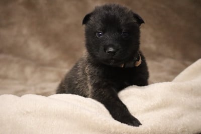 Les chiots de Berger hollandais