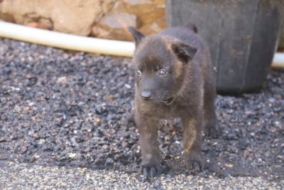 Les chiots de Berger hollandais