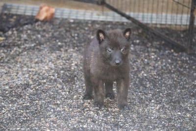 Les chiots de Berger hollandais