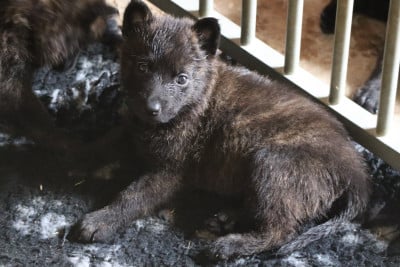 Les chiots de Berger hollandais