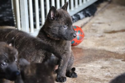 Les chiots de Berger hollandais