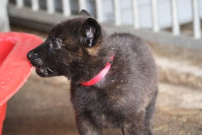 Les chiots de Berger hollandais