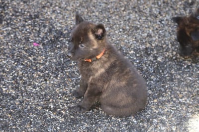 Les chiots de Berger hollandais