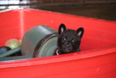 Les chiots de Berger hollandais