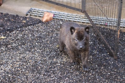 Les chiots de Berger hollandais