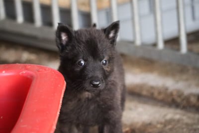 Les chiots de Berger hollandais