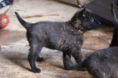 Les chiots de Berger hollandais