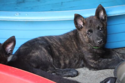 Les chiots de Berger hollandais