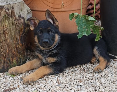 Les chiots de Berger Allemand
