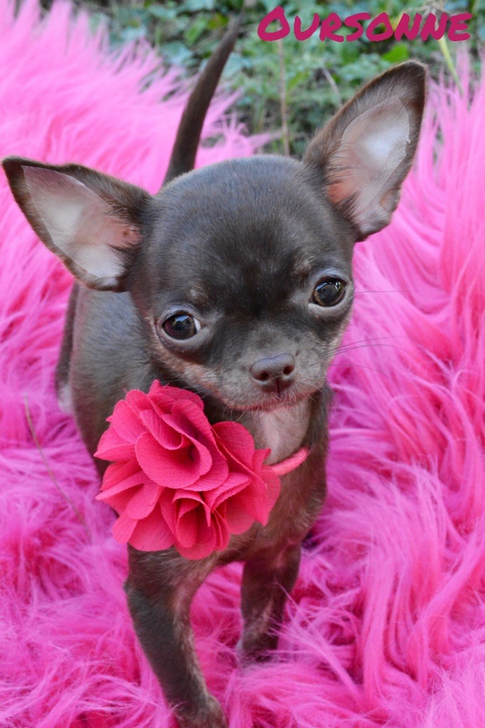 chiot Chihuahua de l'Eden des Petits Monarques