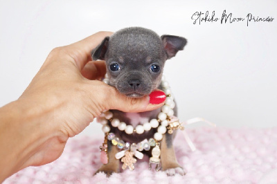 Tsukiko Moon Princess Miniature  - Chihuahua