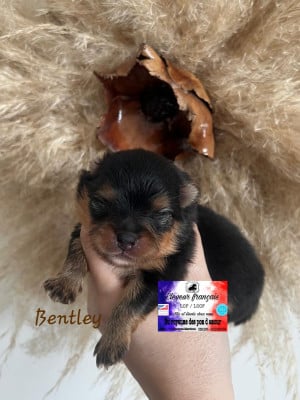 Les chiots de Spitz allemand