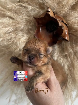 Les chiots de Spitz allemand