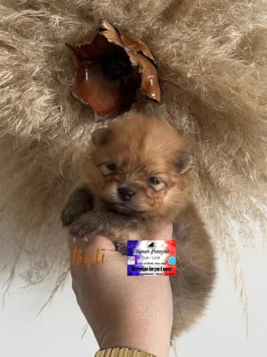 Les chiots de Spitz allemand