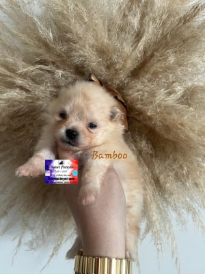 Les chiots de Spitz allemand