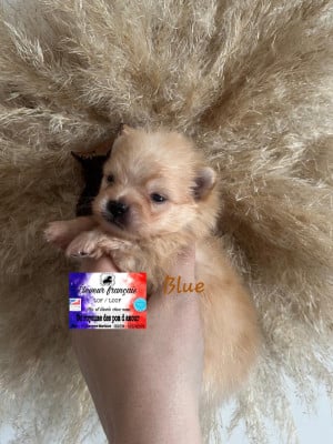 Les chiots de Spitz allemand