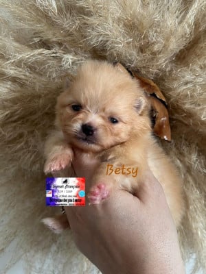 Les chiots de Spitz allemand