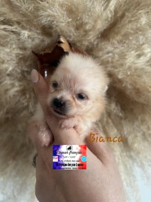 Les chiots de Spitz allemand