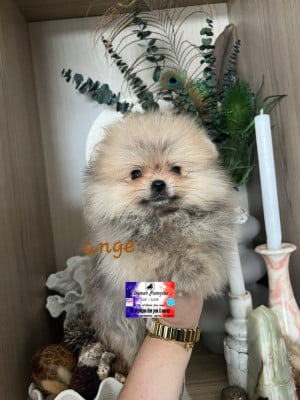 Les chiots de Spitz allemand