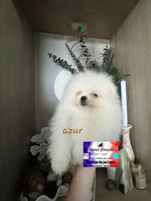 Les chiots de Spitz allemand