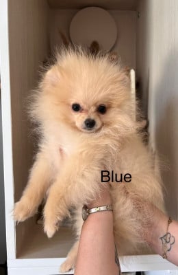 Les chiots de Spitz allemand