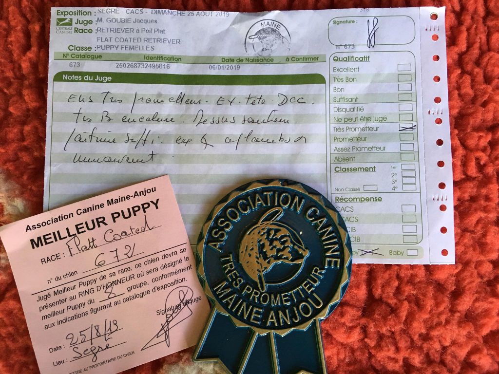 Precious pink girl des Plaines De Cosac - TRES PROMETTEUR - MEILLEUR PUPPY