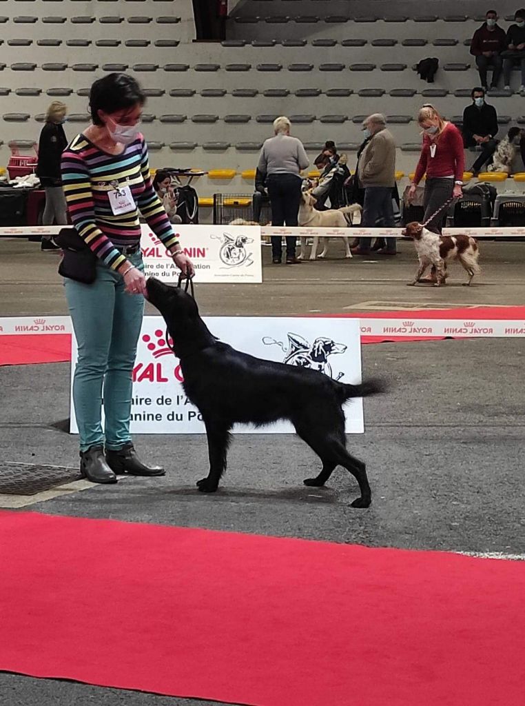 Pandora-black-star des Plaines De Cosac - 1er EXCELLENT