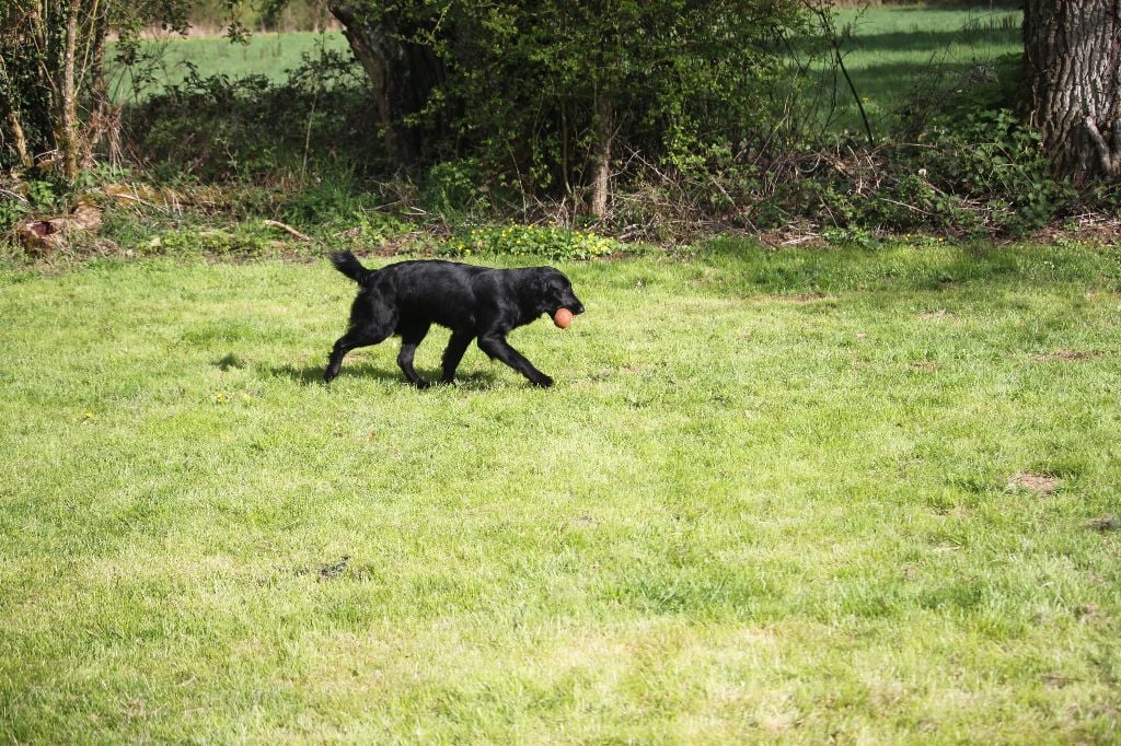 Laska des Plaines De Cosac - TAN