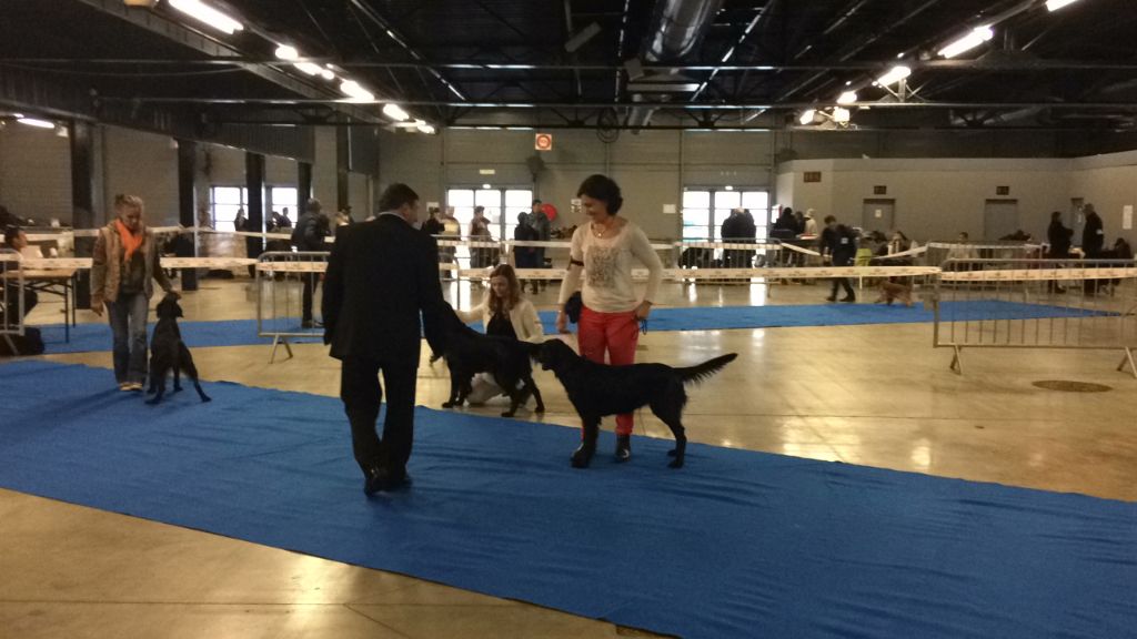 Laska des Plaines De Cosac - 2E EXCELLENT