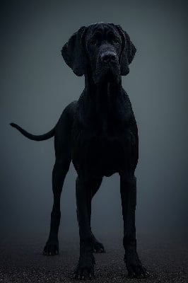 Les chiots de Dogue allemand