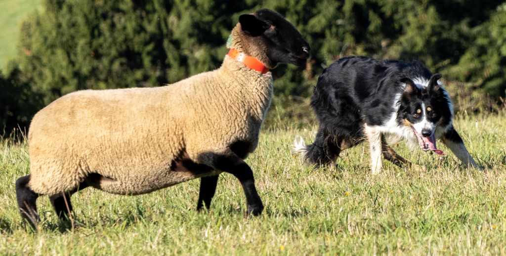 Publication : Du mont kerchouan