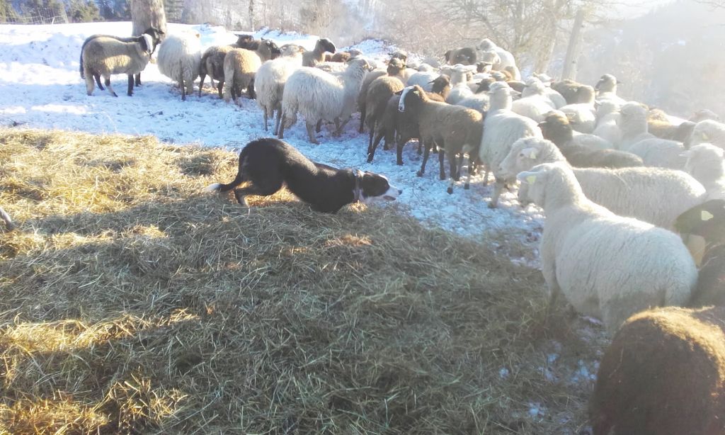 Lecce Des Bergers Des Chaupous
