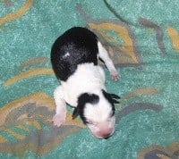 Des Bergers Des Chaupous - Border Collie - Portée née le 13/11/2018