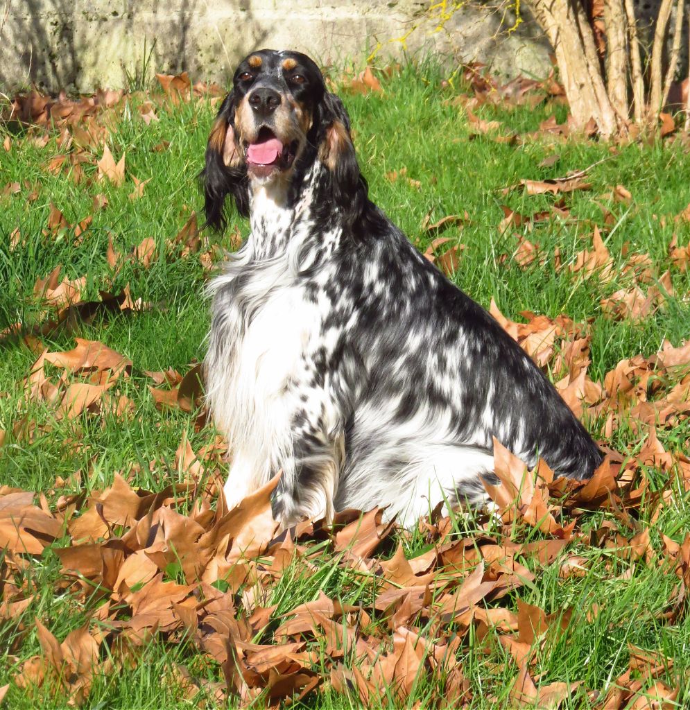 CH. Macbeth Du Terroir De Saintonge