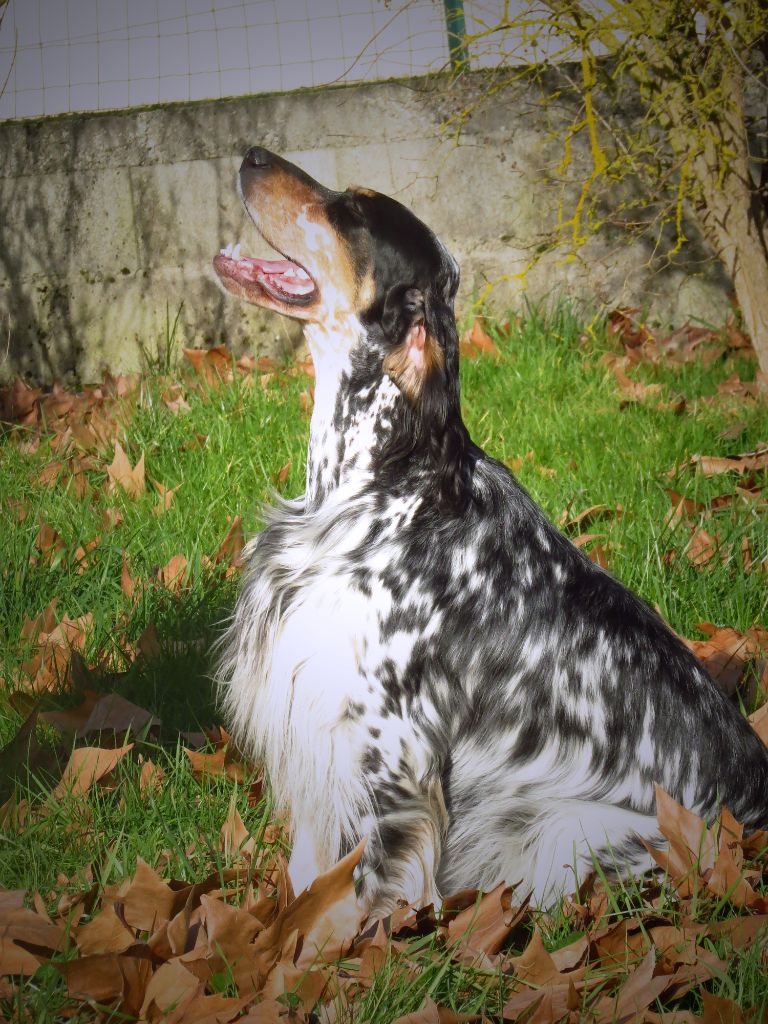 CH. Macbeth Du Terroir De Saintonge