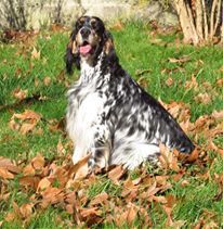 CH. Macbeth Du Terroir De Saintonge