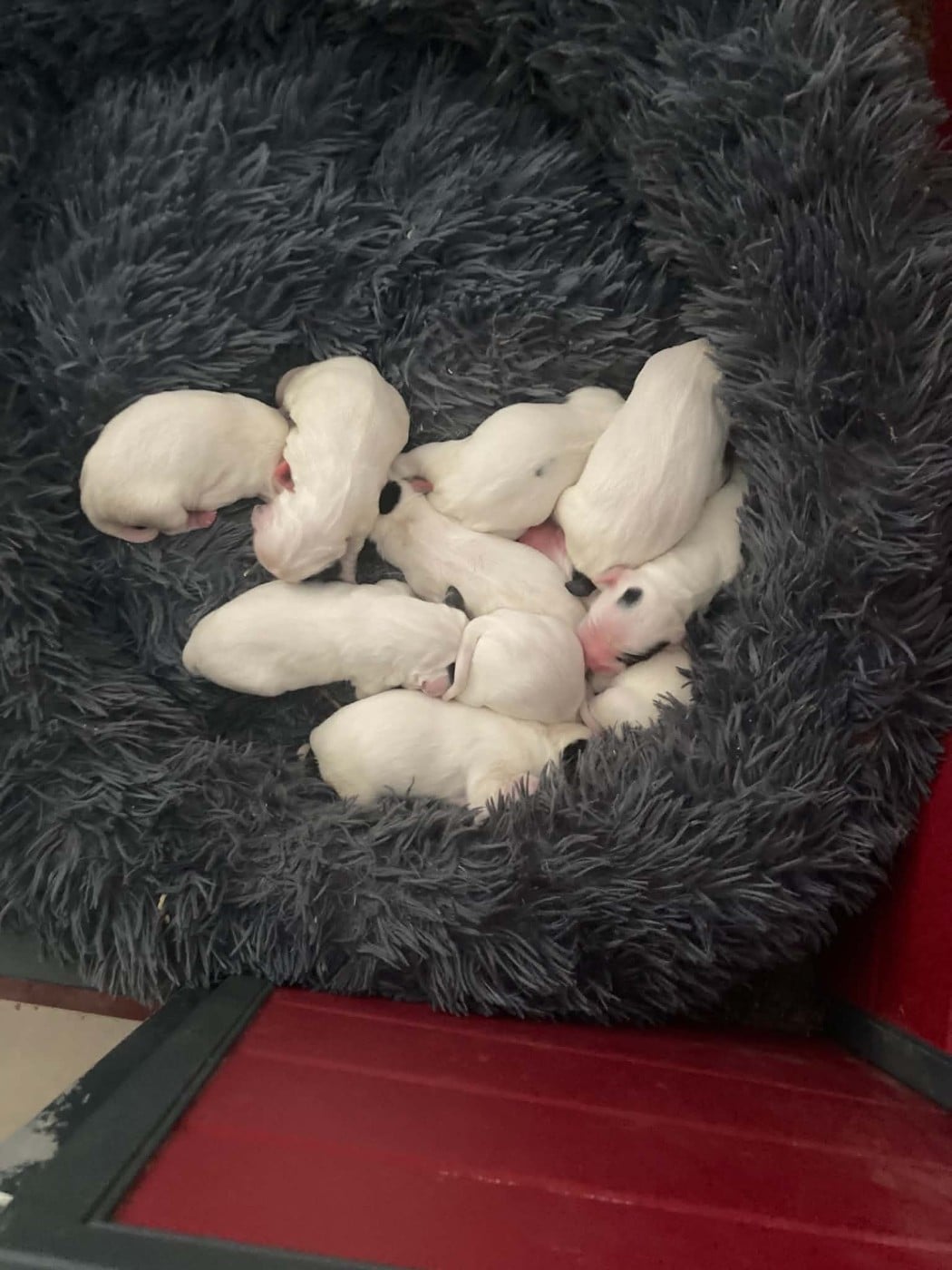 Chiot Setter Anglais