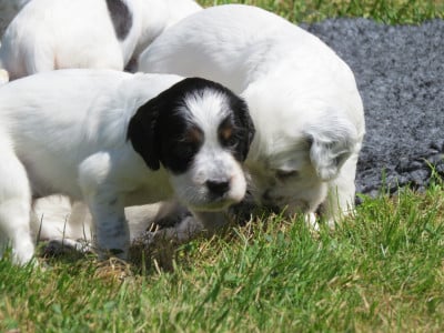 Les chiots de Setter Anglais