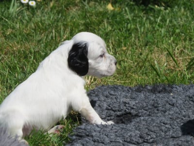 CHIOT 3 - Setter Anglais