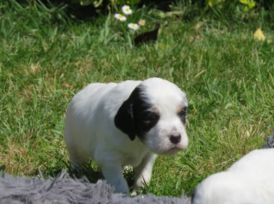 CHIOT 6 - Setter Anglais